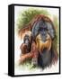 Orangutan Soul-Barbara Keith-Framed Stretched Canvas