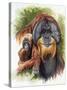 Orangutan Soul-Barbara Keith-Stretched Canvas