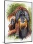 Orangutan Soul-Barbara Keith-Mounted Giclee Print