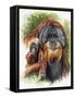 Orangutan Soul-Barbara Keith-Framed Stretched Canvas