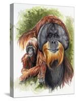 Orangutan Soul-Barbara Keith-Stretched Canvas