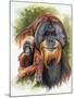 Orangutan Soul-Barbara Keith-Mounted Giclee Print