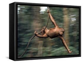 Orangutan Swinging from a Vine in the Jungles of North Borneo-Co Rentmeester-Framed Stretched Canvas