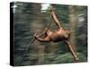 Orangutan Swinging from a Vine in the Jungles of North Borneo-Co Rentmeester-Stretched Canvas