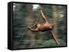 Orangutan Swinging from a Vine in the Jungles of North Borneo-Co Rentmeester-Framed Stretched Canvas