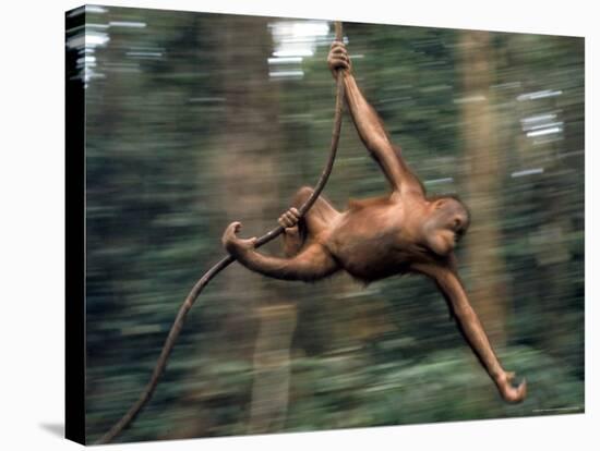 Orangutan Swinging from a Vine in the Jungles of North Borneo-Co Rentmeester-Stretched Canvas