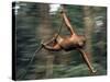Orangutan Swinging from a Vine in the Jungles of North Borneo-Co Rentmeester-Stretched Canvas