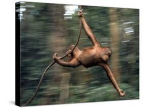 Orangutan Swinging from a Vine in the Jungles of North Borneo-Co Rentmeester-Stretched Canvas