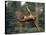 Orangutan Swinging from a Vine in the Jungles of North Borneo-Co Rentmeester-Stretched Canvas