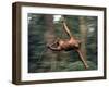 Orangutan Swinging from a Vine in the Jungles of North Borneo-Co Rentmeester-Framed Photographic Print