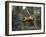 Orangutan Swinging from a Vine in the Jungles of North Borneo-Co Rentmeester-Framed Photographic Print