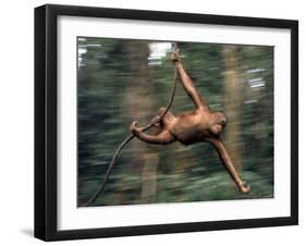 Orangutan Swinging from a Vine in the Jungles of North Borneo-Co Rentmeester-Framed Photographic Print