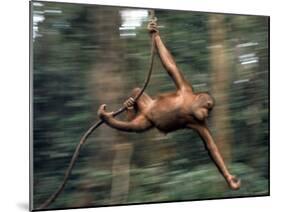 Orangutan Swinging from a Vine in the Jungles of North Borneo-Co Rentmeester-Mounted Photographic Print