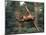 Orangutan Swinging from a Vine in the Jungles of North Borneo-Co Rentmeester-Mounted Photographic Print