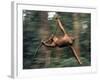 Orangutan Swinging from a Vine in the Jungles of North Borneo-Co Rentmeester-Framed Photographic Print