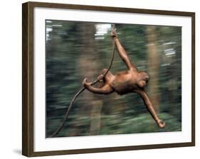 Orangutan Swinging from a Vine in the Jungles of North Borneo-Co Rentmeester-Framed Photographic Print