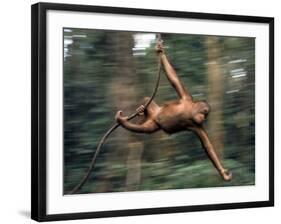 Orangutan Swinging from a Vine in the Jungles of North Borneo-Co Rentmeester-Framed Photographic Print