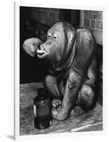 Orangutan Takes His Daily Medicine-null-Framed Photographic Print