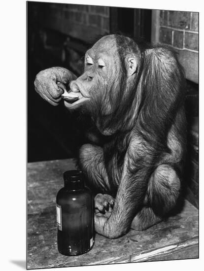 Orangutan Takes His Daily Medicine-null-Mounted Photographic Print