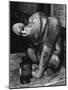 Orangutan Takes His Daily Medicine-null-Mounted Photographic Print