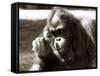 Orangutan with Chick, 1981-null-Framed Stretched Canvas