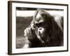 Orangutan with Chick, 1981-null-Framed Photographic Print