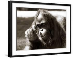 Orangutan with Chick, 1981-null-Framed Photographic Print