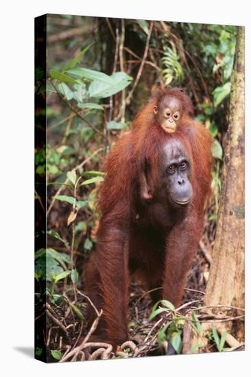 Orangutan with Her Baby-DLILLC-Stretched Canvas
