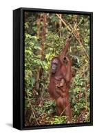 Orangutan with Her Baby-DLILLC-Framed Stretched Canvas