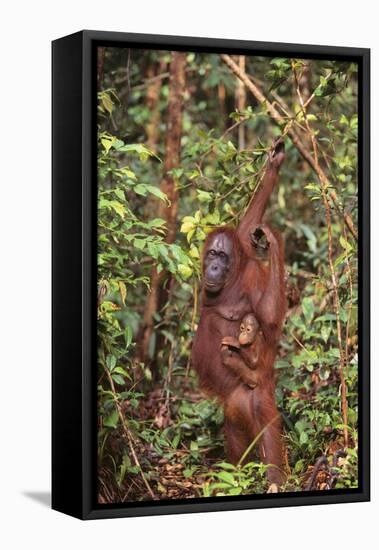 Orangutan with Her Baby-DLILLC-Framed Stretched Canvas