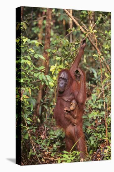 Orangutan with Her Baby-DLILLC-Stretched Canvas