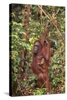 Orangutan with Her Baby-DLILLC-Stretched Canvas