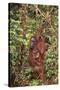 Orangutan with Her Baby-DLILLC-Stretched Canvas