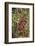 Orangutan with Her Baby-DLILLC-Framed Photographic Print