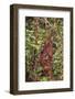 Orangutan with Her Baby-DLILLC-Framed Photographic Print