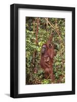 Orangutan with Her Baby-DLILLC-Framed Photographic Print