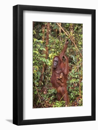 Orangutan with Her Baby-DLILLC-Framed Photographic Print