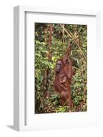 Orangutan with Her Baby-DLILLC-Framed Photographic Print