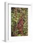 Orangutan with Her Baby-DLILLC-Framed Photographic Print