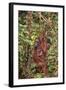 Orangutan with Her Baby-DLILLC-Framed Photographic Print