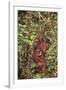 Orangutan with Her Baby-DLILLC-Framed Photographic Print