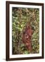 Orangutan with Her Baby-DLILLC-Framed Photographic Print