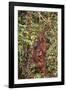 Orangutan with Her Baby-DLILLC-Framed Photographic Print