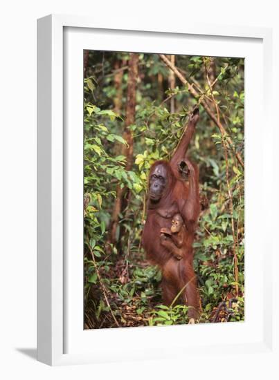 Orangutan with Her Baby-DLILLC-Framed Photographic Print