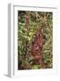 Orangutan with Her Baby-DLILLC-Framed Photographic Print