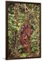 Orangutan with Her Baby-DLILLC-Framed Photographic Print