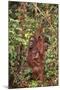 Orangutan with Her Baby-DLILLC-Mounted Photographic Print