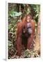 Orangutan with Her Baby-DLILLC-Framed Photographic Print