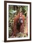 Orangutan with Her Baby-DLILLC-Framed Photographic Print