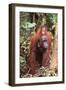 Orangutan with Her Baby-DLILLC-Framed Photographic Print